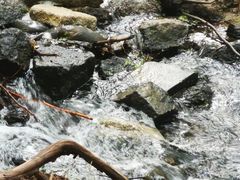 -白水寺森林公园