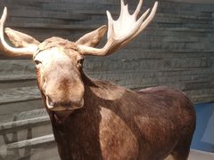 -上海自然博物馆