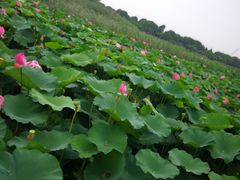 -荷塘月色湿地公园·向阳花洲