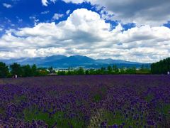-富田农场