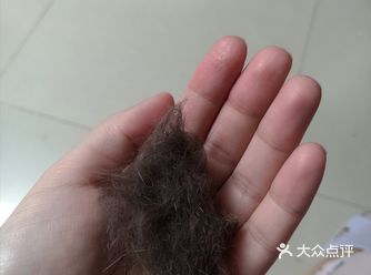 猫猫开始变成了一个棉花球。去到哪里都会留下好多毛发