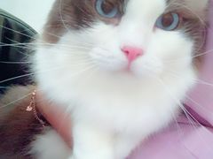 -宠颐生宠物医院·骨外科·犬猫全科诊疗中心(池州店)