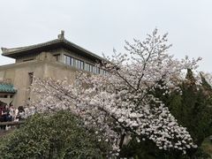 -武汉大学-樱园