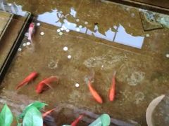 -旺顺阁鱼头泡饼(小红门店)