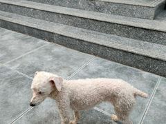 -宠福鑫康馨动物医院·骨科·眼科