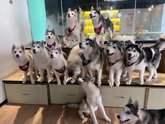 -Husky Go! 哈士奇体验馆·宠物咖啡厅狗咖
