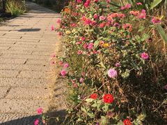 -长兴太湖图影湿地文化园