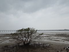 -宝安西湾红树林湿地公园