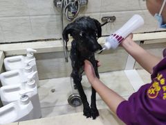 -暖阳宠物医院·犬猫康复中心·骨科