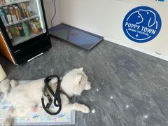 -芭比堂动物医院·CT·微创中心(新顺分院)