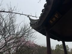 -香雪海