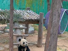 -西霞口神雕山野生动物世界