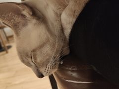 -Cappucimeow猫咪咖啡馆(韦伯时代店)