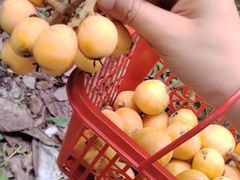 -塘栖枇杷特色园区