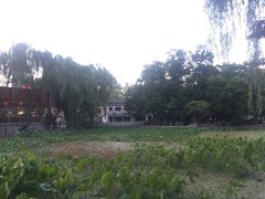 -莲湖公园