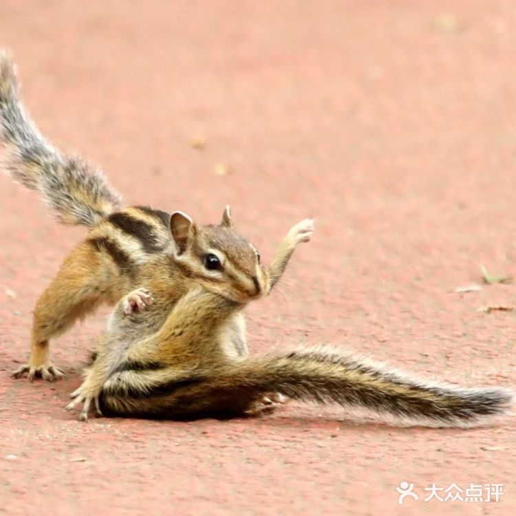 昭陵｜花栗鼠母子的故事
