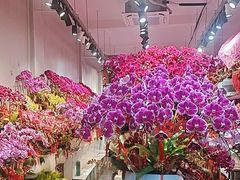 -溪岸路花鸟市场