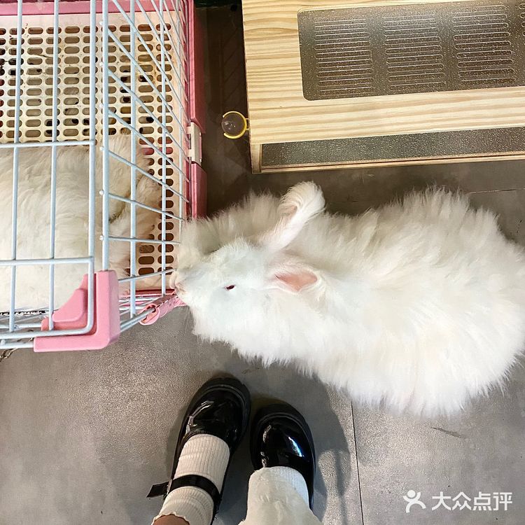 嘉兴探店｜合乐城“遇见萌宠”