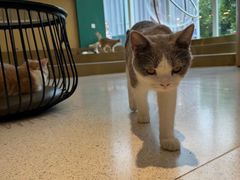 -飞行喵MR PILOT|猫舍·猫咖(静安大融城店)
