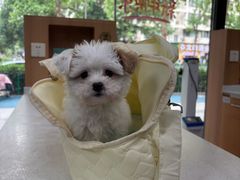 -联合动物医院(光谷诊疗中心)