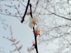-梅花山(明孝陵内)