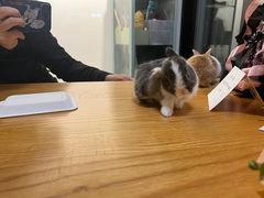 -爱侣宠医·鹦鹉专科·小型哺乳类·异宠专科(灵石路店)