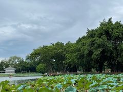 -荔湾湖公园