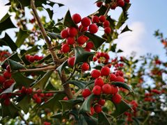 -上海市龙华烈士陵园