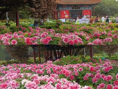 -洛阳市牡丹公园