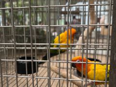 -南宫五洲植物乐园