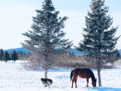 -北极村旅游风景区