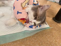 -瑞派宠物医院·犬猫全科·猫友好(宾水西道店)