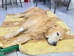 -达爱动物医院·犬猫分区·CT·复杂眼科(远洋山水分院)