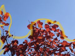 -北京西山国家森林公园