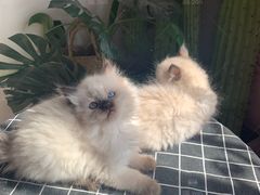 -喵zoo家庭繁育猫舍(尖东智能花园店)