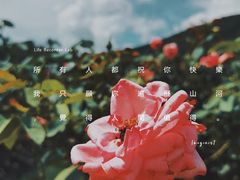 -亚龙湾国际玫瑰谷