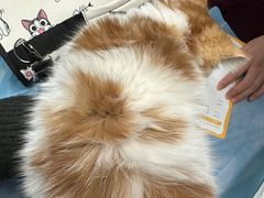 -纳吉亚猫专科动物诊疗中心(蒋宅口分院)