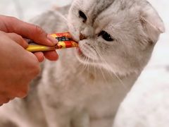 -飞行喵MR PILOT|猫舍·猫咖(静安大融城店)