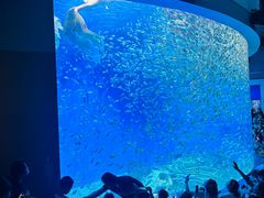 -合肥海洋世界