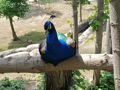 -哈尔滨北方森林动物园