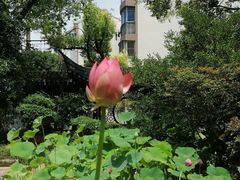 -上海醉白池公园