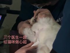 -仁仁嘉嘉宠物医院·骨外科中心·髋关节置换(北仑分院)