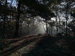-杭州植物园