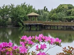 -鹅湖玫瑰文化园