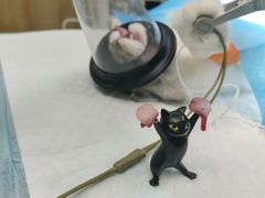 -御宝贝24h宠物医院·转诊中心·CT核磁血透中心(厦门总院)