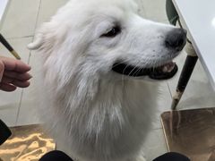 -安格丽娜·狗咖·猫咖羊驼咖(春熙路百盛商场店)