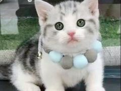 -70cat德文卷毛猫·缅因猫纯种猫舍