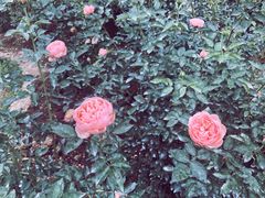 -人民公园(罗湖区)