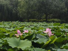 -前关湿地公园