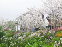 -洪湖湿地生态园